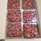 تمر صفري كبار