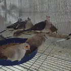 حمام يمام عشرة ازوج بني ورصاصي علة السوم