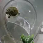 سلحفاه برمائية