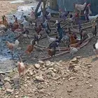 دجاج للبيع عدد370اعماره 3 شهور ونص الفيديو قبل شهر