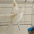 جوزين كروان واحد ألبينو والتاني منتج عادي