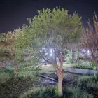 يوجد لدينا حمضيات يوسف أفندي ليمون رمان كمثرا ليمون يوسف