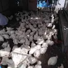 دجاج لاحم حي ومسلوخ عرض لمده 3 ايام الحق ماتلحق
