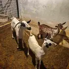 جفار عدد 5 وتيس للبيع