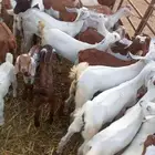 غنم مقاني بلدي العدد 100 اتبع 40