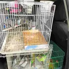 موصل طيور حيوانات اليفه أمانات من الشرقيه الي الرياض والعكس