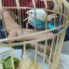 زوج بادجي نضيف