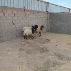 خرفان للبيع