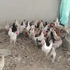 دجاج حساوي وفيومي