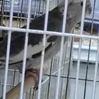 أنثى بأيد كوكتيل(كروان) سبلت أميرلد (حامله إميرلد