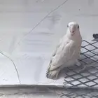 ذكر روز للبدل بأنثى