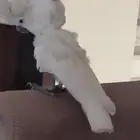 كوكاتو امبريلا متكلم