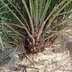 نخل اللقصيم للبيع