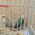 جوز روز منتج