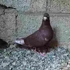 السلام عليكم للبيع حمام سوري