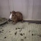 خنزير غينيا guinea pig وبر فرنسي ارنب فرنسي