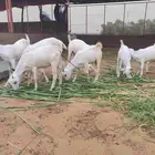 6 جفير و2 تيوس