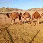 3بكار وقعود للبيع العمر من8الى 9شهور موقعهن املج