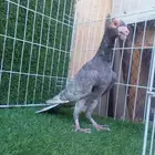 ذكر كارير من اندر الالوان ( قراقطه )