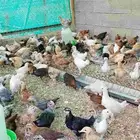 صوص بلدي مشكل