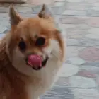 بوميرينيان هجين