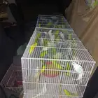 موصل طيور حيوانات اليفه أمانات