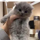 قطط كيتنز سكوتش بريتش بلو ليلاك عيون رصاصية LeBrad