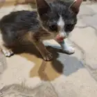 قطه صغيره بحاجه للإنقاذ