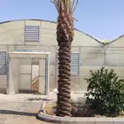 سلام عليكم يوجد لدينا جميع انواع الشجار الزيتون ونخيل