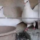 حمام فرنسي سوبر جامبو