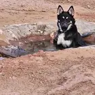 كلب هجين هاسكي وجيرمني للتزاوج