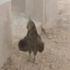 ديك اسود صك