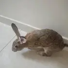 أرنب ذكر بلدي بصحة ممتازه