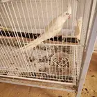 متوفر زكر البينو منتج شرط