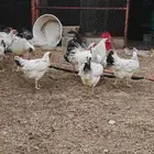 دجاج فرنسي