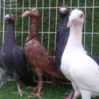 خمسه مخاليف بين كارير وبغدادي