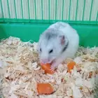 هامستر سوري انثى