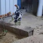 دجاج باكستاني سندي