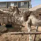 ناقه شماليه للبيع حايل لقحه حشوا بكره بعير