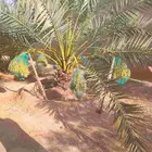 يوجد لدينا جميع انواع إنخل عربي ووشنطني جميع المقاسات متوفره
