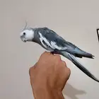 ذكر كروان هولندي