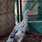 دجاج باكستاني سندي للبيع