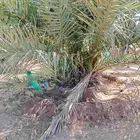 يوجد لدينا نخيل شمشوله للبيع