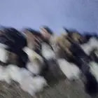 صوص بلدي مشكل