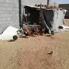 دجاج بلدي بياض العدد 19و3ديوك الإجمالي 22