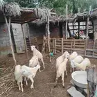 فران تربيه