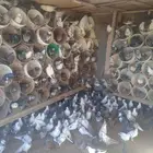 موجود حمام مشكل للبيع