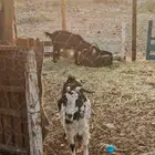 معزا عوارض للبيع