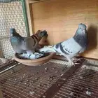 جوز تركي مع فروخه