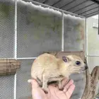 وبر نجدي الييف